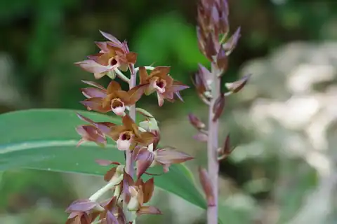 Foto dokumenter Eulophia zollingeri