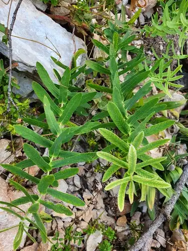 Foto dokumenter Euphorbia agraria