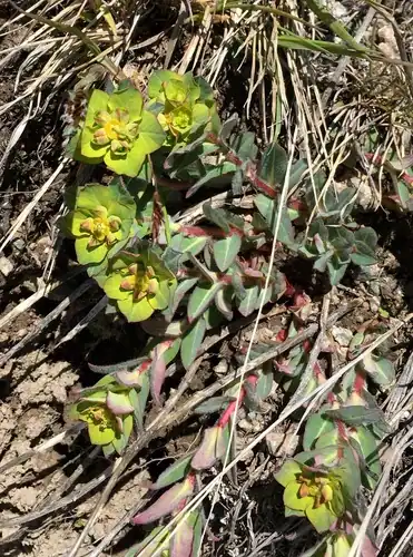 Foto dokumenter Euphorbia alatavica