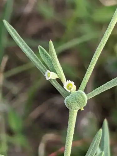Foto dokumenter Euphorbia angusta