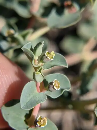 Foto dokumenter Euphorbia astyla