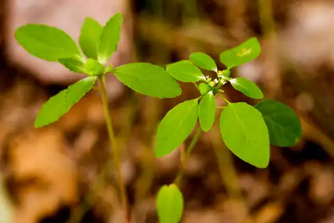 Foto dokumenter Euphorbia bifurcata