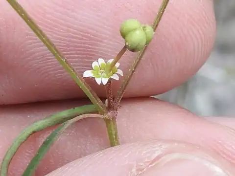 Foto dokumenter Euphorbia bilobata