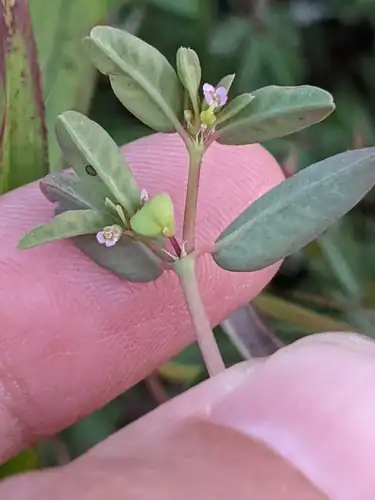 Foto dokumenter Euphorbia bombensis