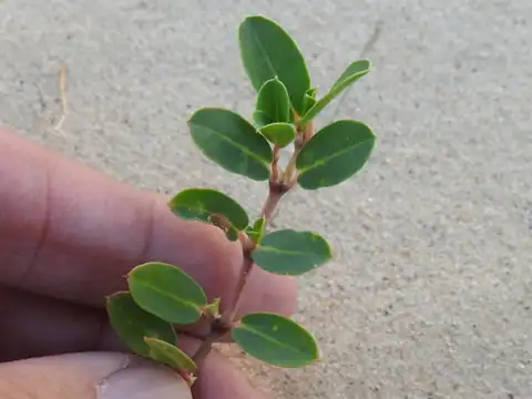 Foto dokumenter Euphorbia carunculata