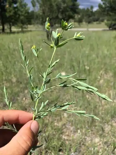 Foto dokumenter Euphorbia chamaesula