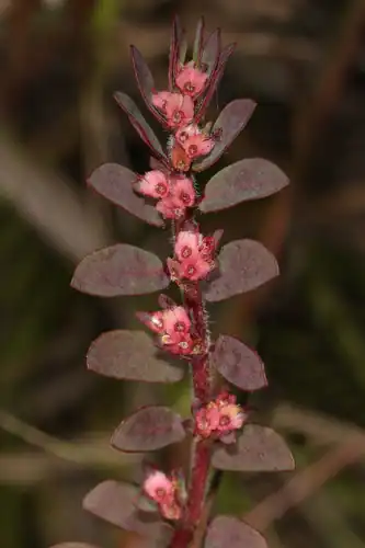 Foto dokumenter Euphorbia conferta