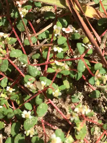 Foto dokumenter Euphorbia cordifolia