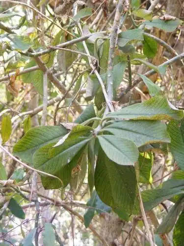 Foto dokumenter Euphorbia cupularis