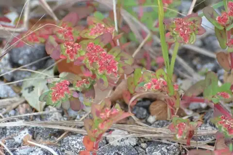 Foto dokumenter Euphorbia densiflora