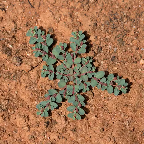 Foto dokumenter Euphorbia drummondii