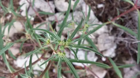 Foto dokumenter Euphorbia exstipulata