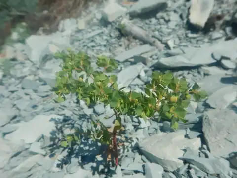Foto dokumenter Euphorbia falcata