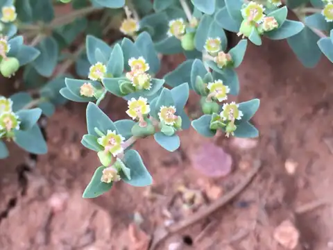 Foto dokumenter Euphorbia fendleri