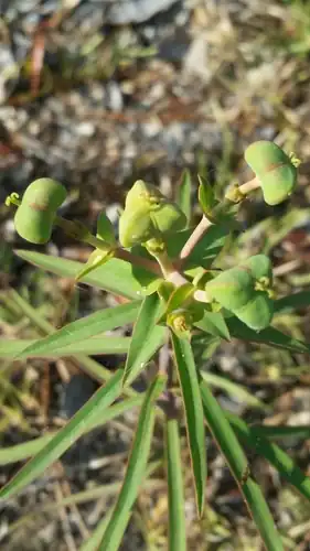 Foto dokumenter Euphorbia floridana