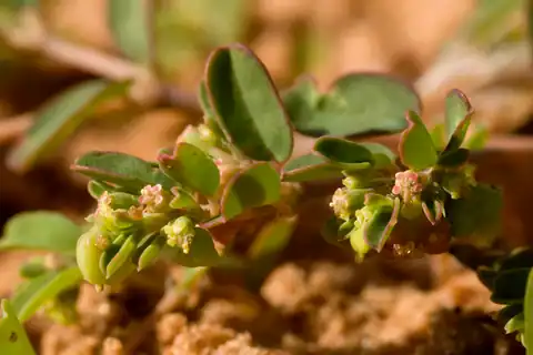 Foto dokumenter Euphorbia geyeri