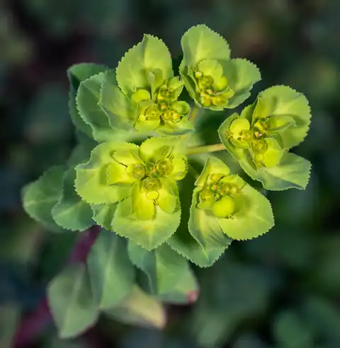 Foto dokumenter Euphorbia helioscopia