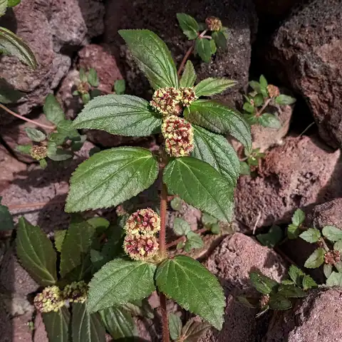 Foto dokumenter Euphorbia hirta