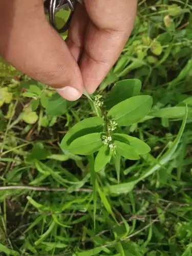 Foto dokumenter Euphorbia indica