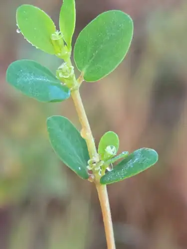 Foto dokumenter Euphorbia porteriana