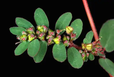 Foto dokumenter Euphorbia prostrata