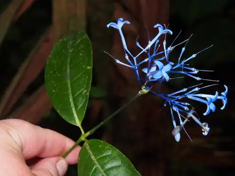 Foto dokumenter Faramea multiflora