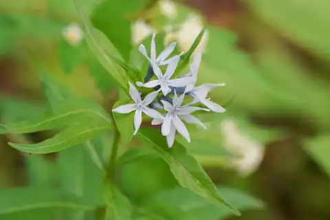 Foto dokumenter Amsonia elliptica