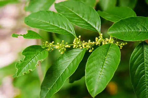 Foto dokumenter Flueggea suffruticosa