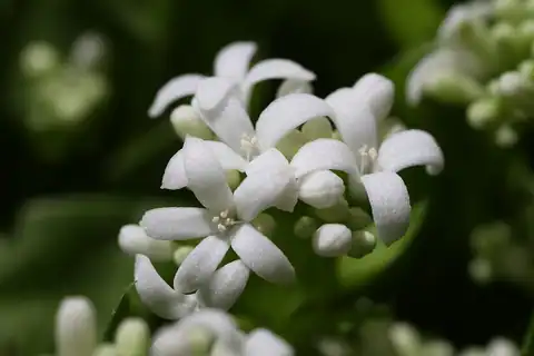 Foto dokumenter Galium odoratum