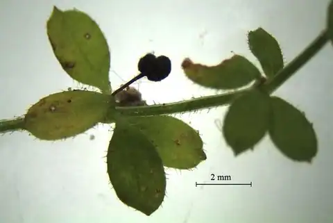 Foto dokumenter Galium propinquum