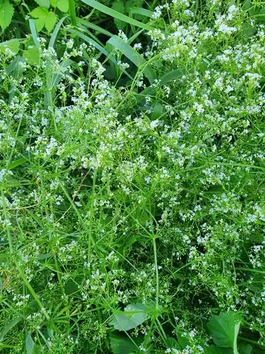 Foto dokumenter Galium pseudorivale