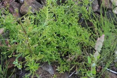 Foto dokumenter Galium tricornutum