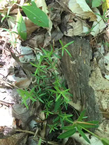 Foto dokumenter Galium uniflorum