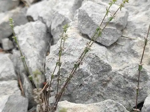 Foto dokumenter Galium verticillatum