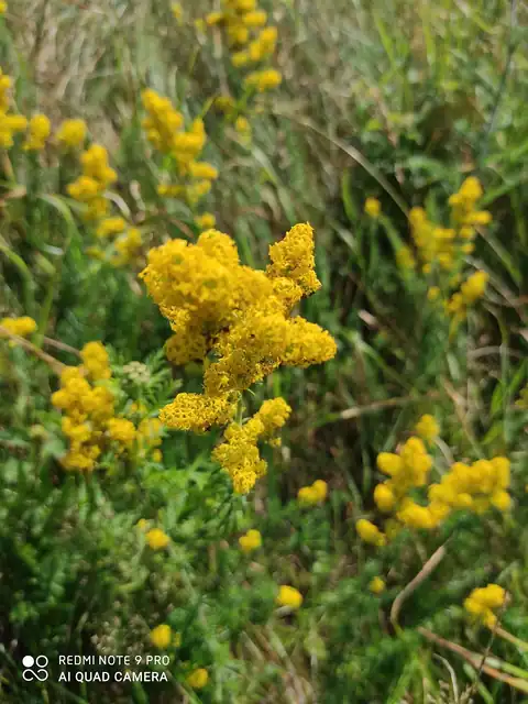 Foto dokumenter Galium verum
