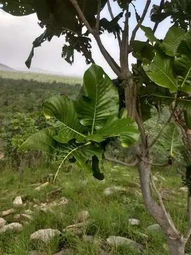 Foto dokumenter Gardenia latifolia