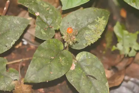 Foto dokumenter Geophila cordifolia