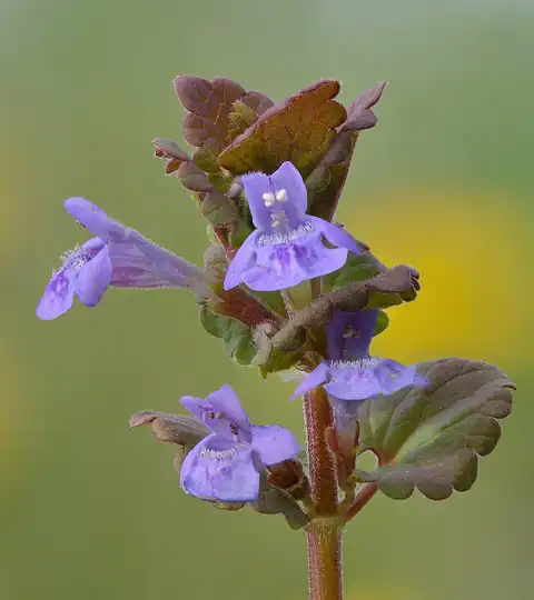 Foto dokumenter Glechoma hederacea