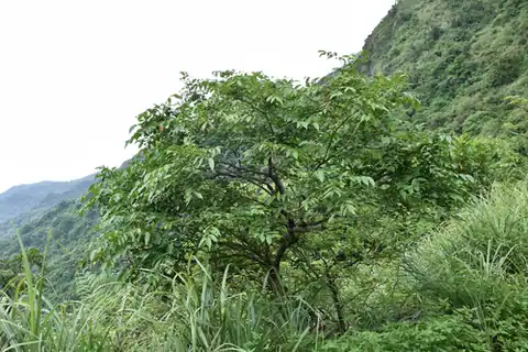 Foto dokumenter Glochidion lanceolatum