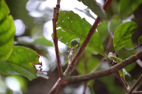 Foto dokumenter Glossostipula concinna