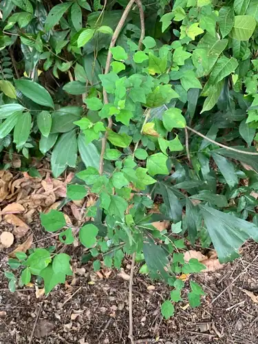 Foto dokumenter Gmelina philippensis