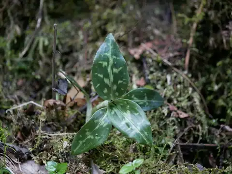 Foto dokumenter Goodyera daibuzanensis