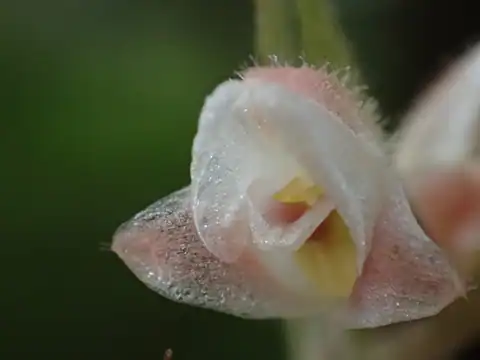 Foto dokumenter Goodyera foliosa