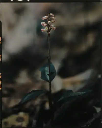 Foto dokumenter Goodyera hachijoensis