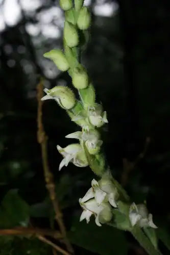 Foto dokumenter Goodyera robusta