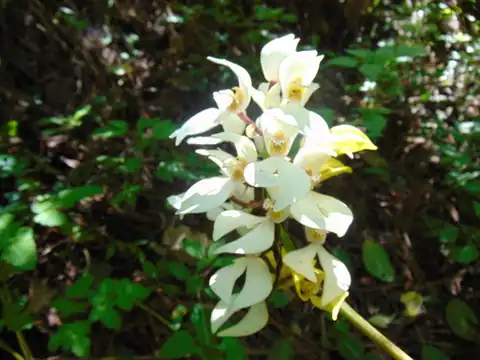 Foto dokumenter Govenia utriculata