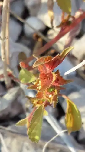 Foto dokumenter Acalypha neomexicana