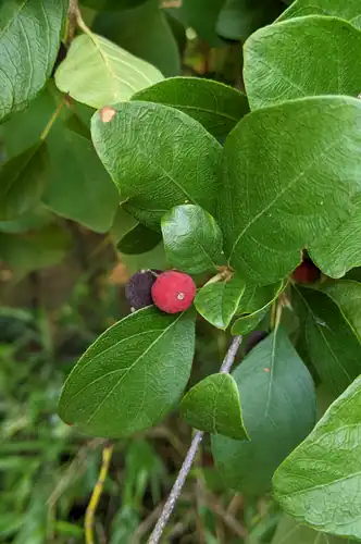 Foto dokumenter Guettarda elliptica