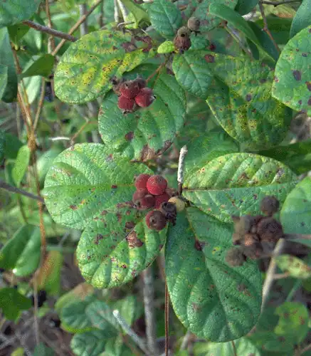 Foto dokumenter Guettarda scabra