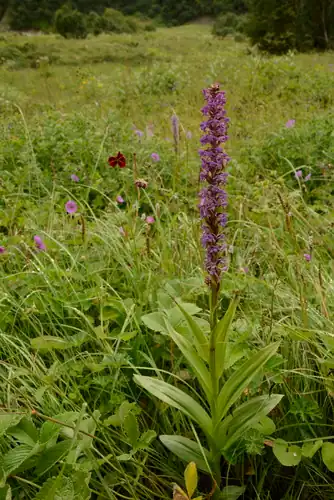Foto dokumenter Gymnadenia orchidis